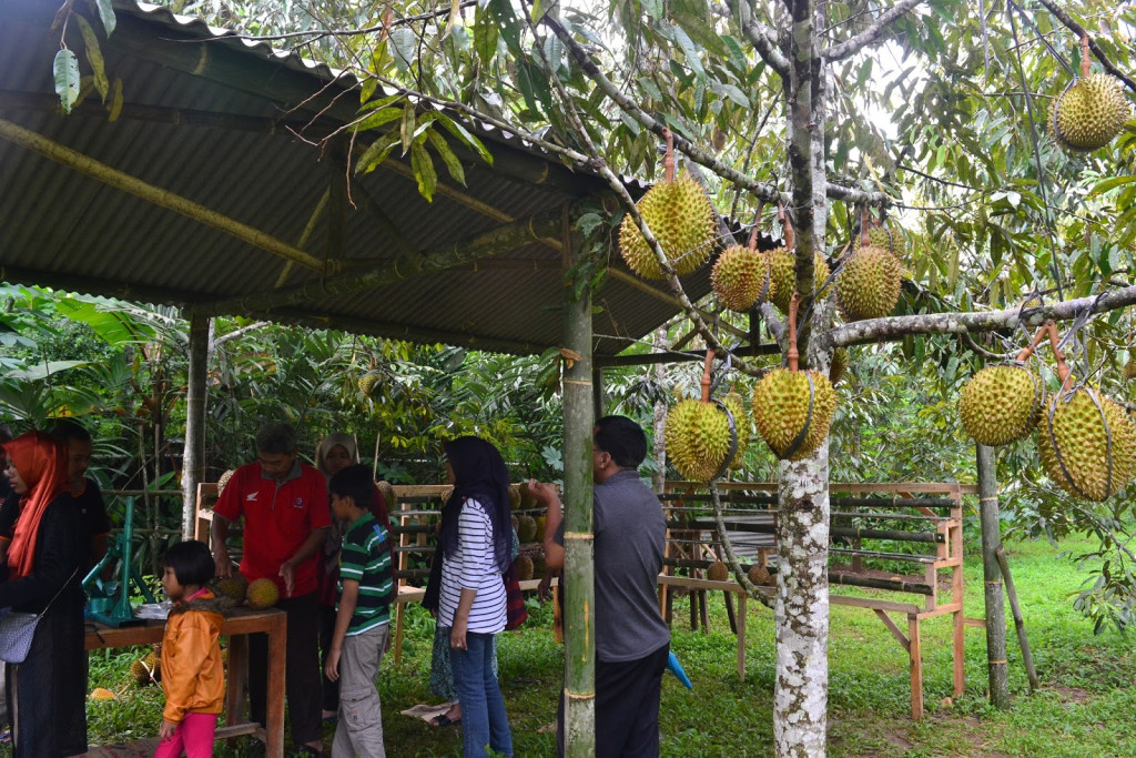 Kebun Durian Kampung Setie