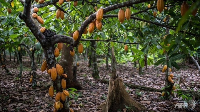 Hasil Tanaman Kakao di Kampung Setie