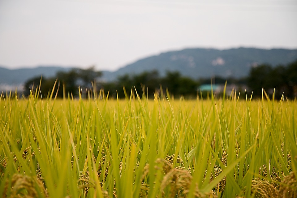 Persawahan di Kampung Setie